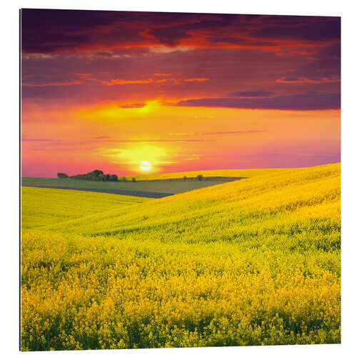 Gallery print Canola fields in the sunset