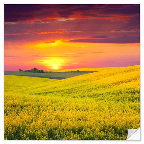 Vinilo para la pared Campo de colza al sol