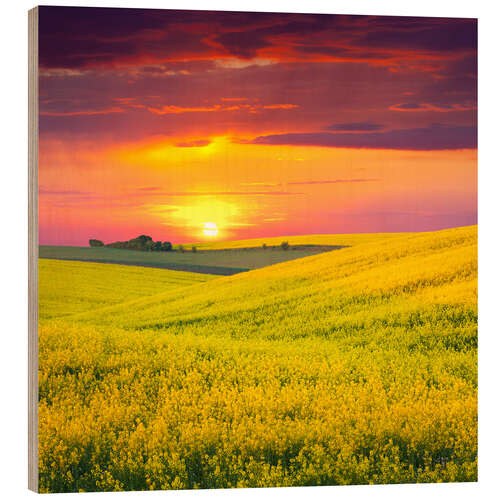 Tableau en bois Champs de colza au coucher du soleil