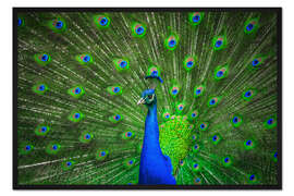 Gerahmter Kunstdruck schöner Pfau mit Federn