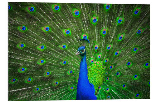 Foam board print beautiful peacock with feathers