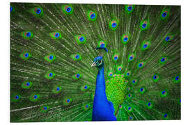 Foam board print beautiful peacock with feathers