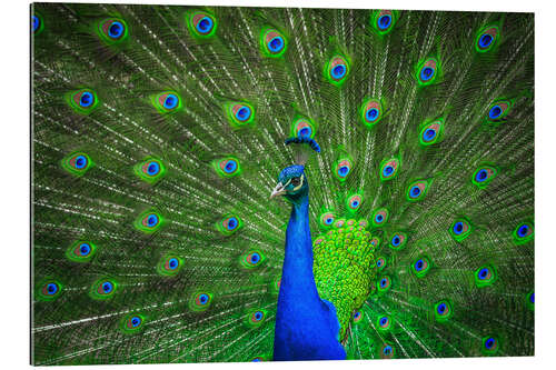 Galleritryck beautiful peacock with feathers