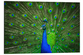 Magnettafel schöner Pfau mit Federn