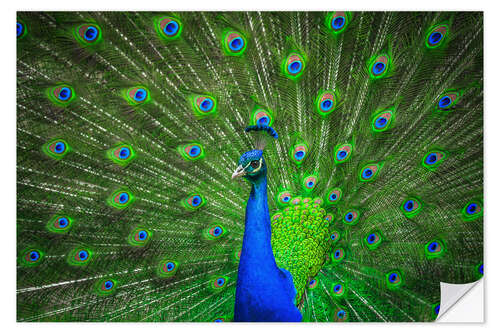 Sisustustarra beautiful peacock with feathers