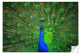 Sisustustarra beautiful peacock with feathers