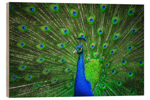 Cuadro de madera beautiful peacock with feathers