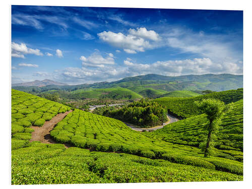 Foam board print Green tea plantations in morning