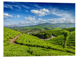 Foam board print Green tea plantations in morning