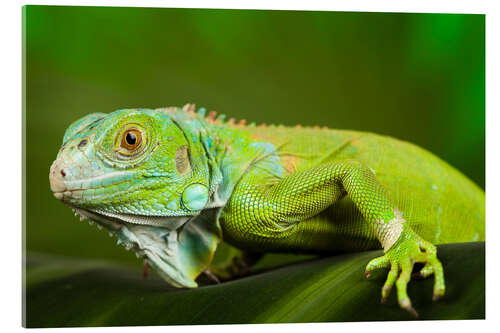 Obraz na szkle akrylowym bright green iguana