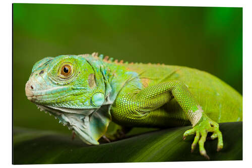 Aluminiumtavla bright green iguana