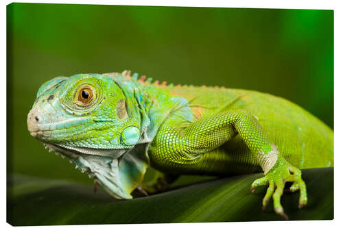 Canvastavla bright green iguana