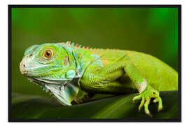 Gerahmter Kunstdruck hellgrüner Leguan