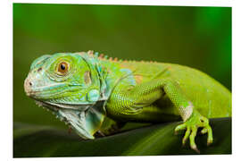 Foam board print bright green iguana