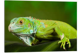 Gallery print bright green iguana