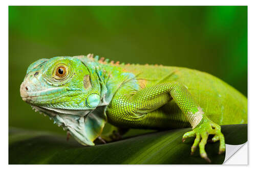 Wall sticker bright green iguana