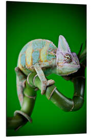 Tableau en aluminium green chameleon on bamboo