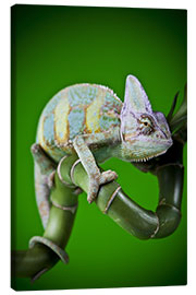 Canvastavla  green chameleon on bamboo