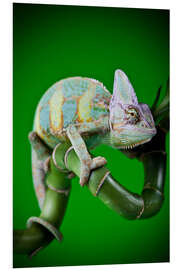 Foam board print green chameleon on bamboo