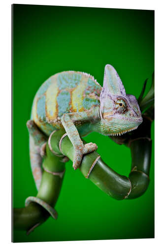 Galleritryck green chameleon on bamboo