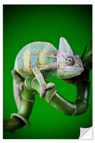 Selvklebende plakat green chameleon on bamboo