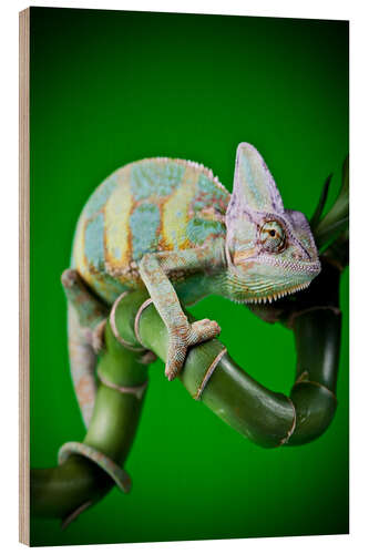 Hout print green chameleon on bamboo