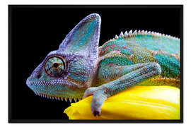 Gerahmter Kunstdruck Chamäleon auf gelber Tulpenblüte
