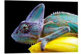 Galleritryk Chameleon on yellow tulips