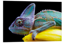 Magnettafel Chamäleon auf gelber Tulpenblüte