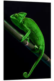 Tableau en aluminium Caméléon vert