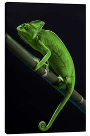 Lienzo Green chameleon