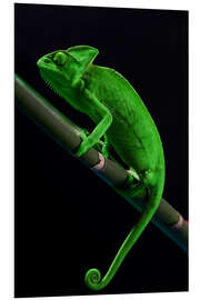 Foam board print Green chameleon