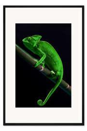 Gerahmter Kunstdruck Grünes Chamäleon