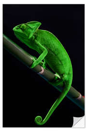 Selvklebende plakat Green chameleon