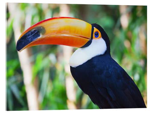 Acrylic print Giant toucan in Brazil