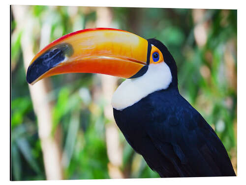 Aluminium print Giant toucan in Brazil