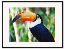 Gerahmter Kunstdruck Riesen-Tukan in Brasilien