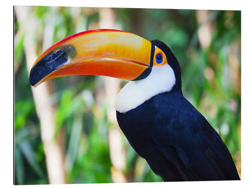 Galleriprint Giant toucan in Brazil