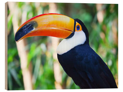 Quadro de madeira Giant toucan in Brazil