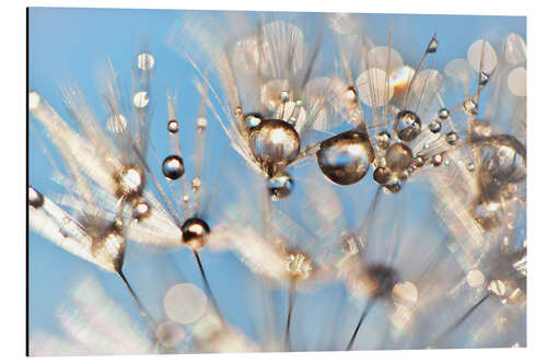 Aluminium print Dandelion  Dancing Drops