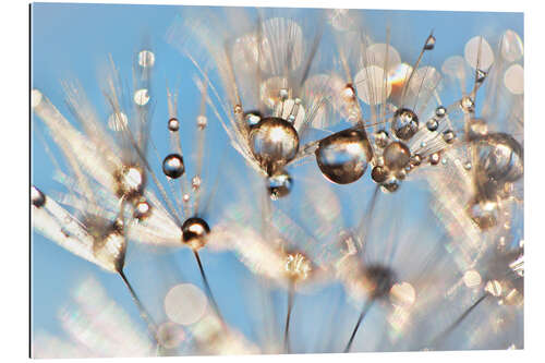 Galleritryk Dandelion  Dancing Drops