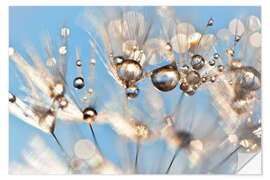 Selvklebende plakat Dandelion  Dancing Drops