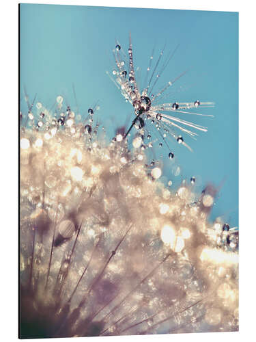 Aluminium print Dandelion The one