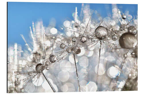 Stampa su alluminio Dandelion White and Blue