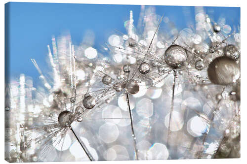 Leinwandbild Pusteblume White and Blue