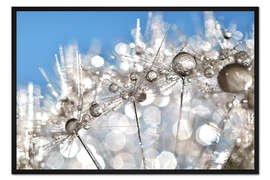 Gerahmter Kunstdruck Pusteblume White and Blue