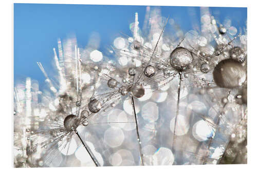 Tableau en PVC Dandelion White and Blue