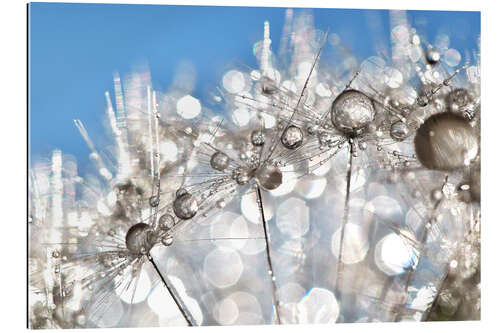 Gallery print Dandelion White and Blue