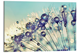 Aluminium print Dandelion Dream