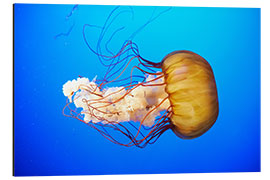 Aluminium print Orange jellyfish (Chrysaora fuscescens) in the blue ocean